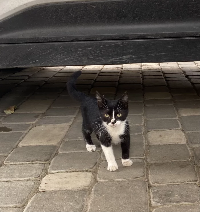 Rostov-on-Don. I'll give you a kitten. Homeless kittens, still very small, are unlikely to survive the winter. 4 kittens, 2 boys, 2 girls - Kittens, Is free, Longpost, In good hands, cat, No rating, Rostov-on-Don