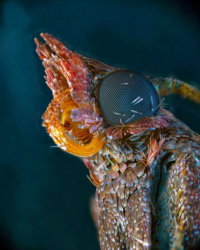 Murderous beauty - My, Microfilming, Moth, Insects, Butterfly