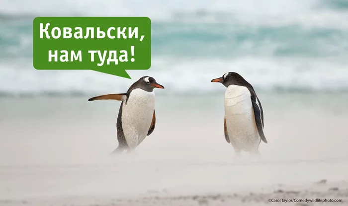 Kowalski! - My, Humor, Penguins, Picture with text, Kowalski, Madagascar