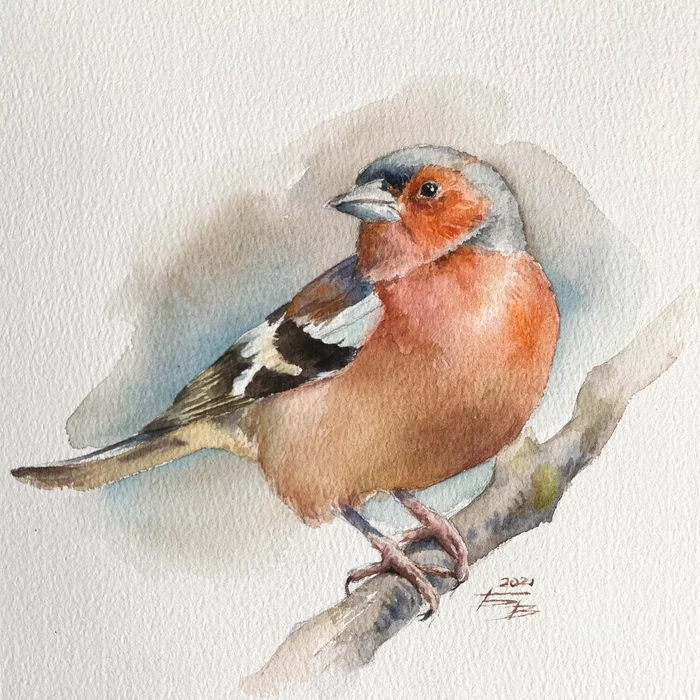 Finch - My, Watercolor, Painting, Drawing, Artist, Finches