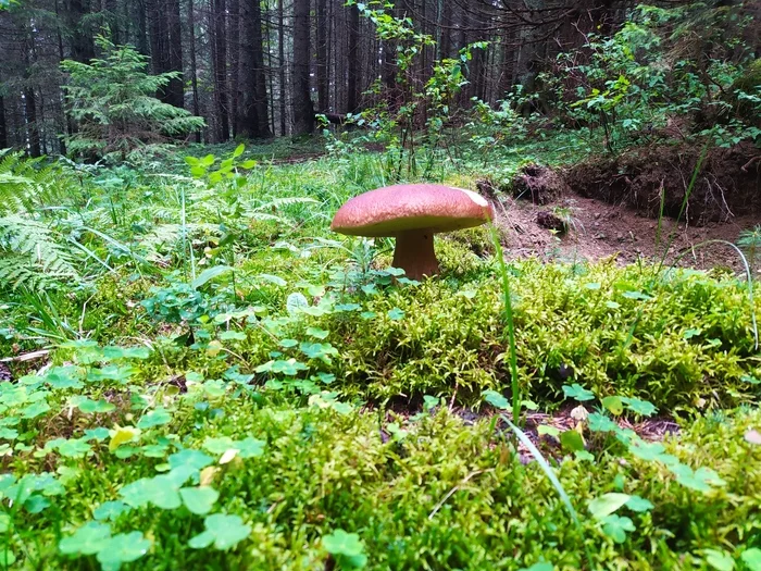 Mushrooms in the Carpathians - My, Mushrooms, Hike, Carpathians, Longpost