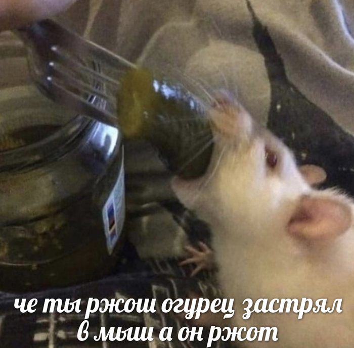     Dank Memes, , , 