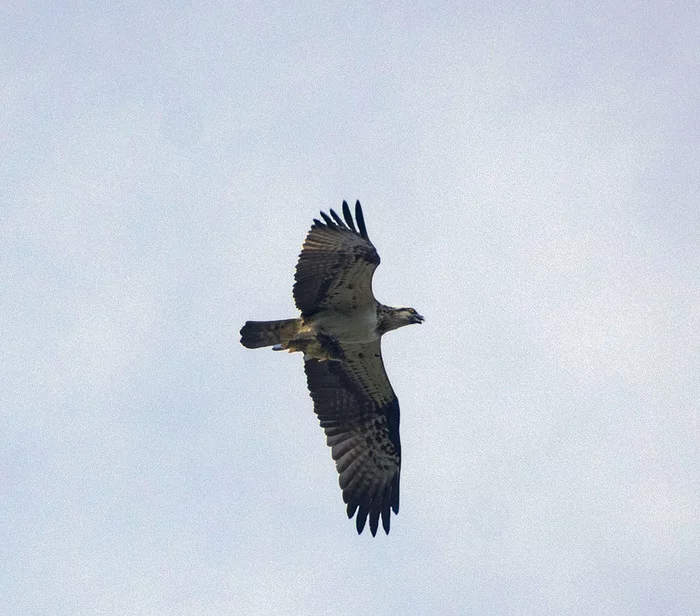 Osprey. - My, Friday, Birds, Predator birds, Osprey, Hobby, Photo hunting, Nature, The nature of Russia, , September, Autumn, Longpost