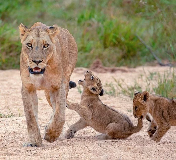 Mom, he bites! - Lioness, Lion cubs, Big cats, Cat family, Milota, Kus, Tail, Wild animals, , Predatory animals, a lion, Kruger National Park, Africa