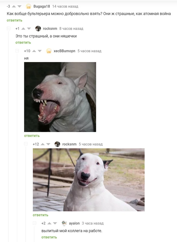 Poured colleague! - Screenshot, Comments on Peekaboo, Dog breeds, Colleagues, Dog, Bull terrier