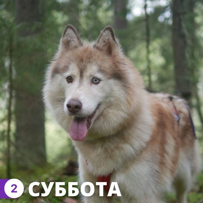 что делать с гришей. Смотреть фото что делать с гришей. Смотреть картинку что делать с гришей. Картинка про что делать с гришей. Фото что делать с гришей