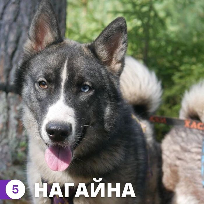 что делать с гришей. Смотреть фото что делать с гришей. Смотреть картинку что делать с гришей. Картинка про что делать с гришей. Фото что делать с гришей