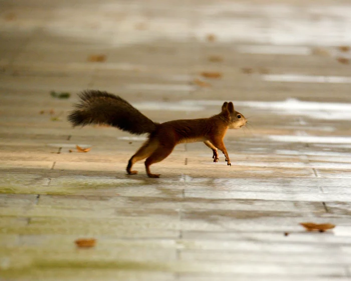 Run, squirrel, run! - My, Squirrel, Autumn, Wild animals