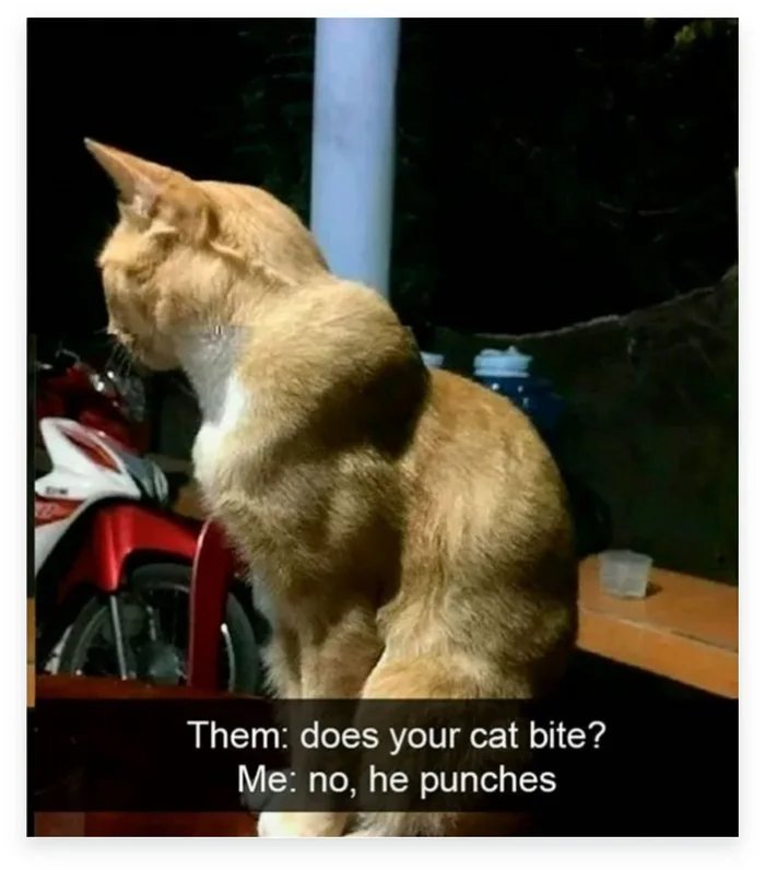 Does it bite? - cat, Brutality, Muscle, Jock, Fluffy bituhi