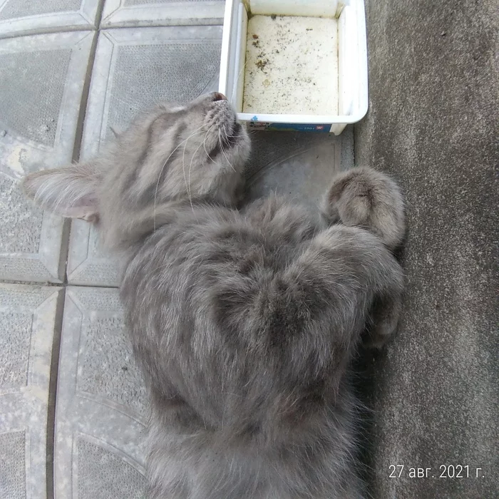 Thirst - My, cat, Kittens, Thirst