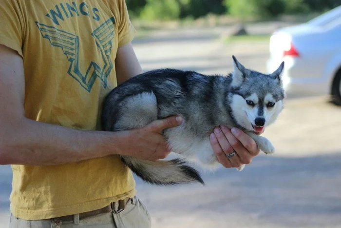 Alaskan Klee Kai: It turns out there is a tiny version of the Husky that is suitable for keeping in an apartment - Animals, Dog, Husky, Animal book, Yandex Zen, Longpost