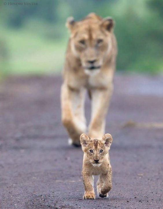 Under supervision - Lioness, Lion cubs, Big cats, Cat family, Predatory animals, Wild animals, wildlife, The photo, , Milota, a lion