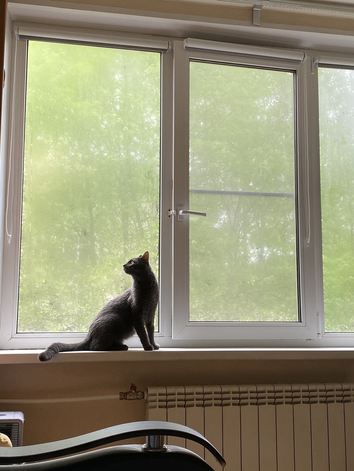 Рецептурное лекарство для кота