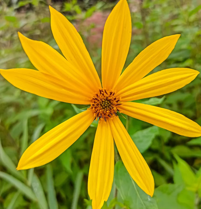 Jerusalem artichoke - My, The photo, Flowers