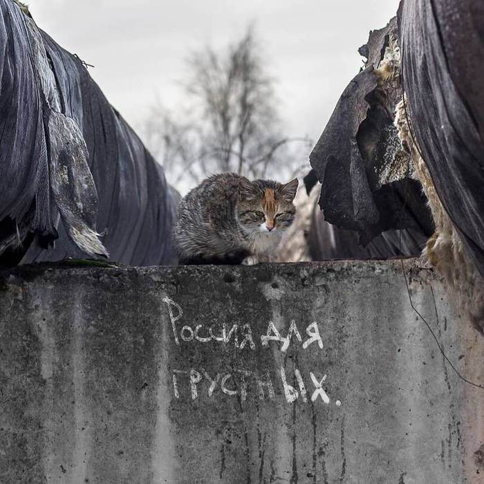 That's how we live - cat, Black humor, Russia, Society, Hopelessness, The photo, Pets, Homeless animals