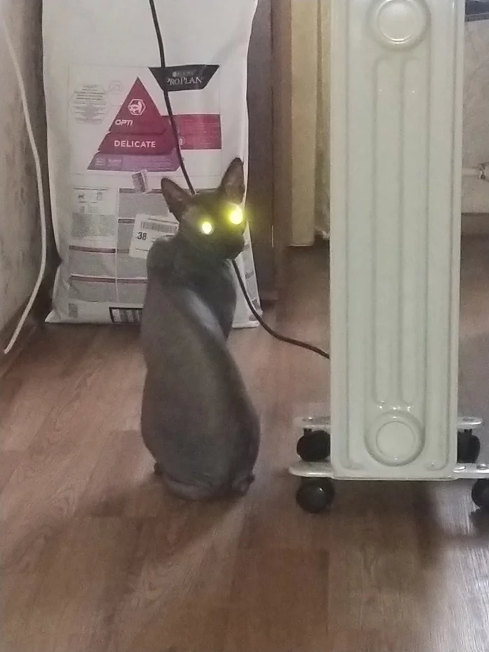 When there is still a week before the start of the heating season - cat, Sphinx, Heating