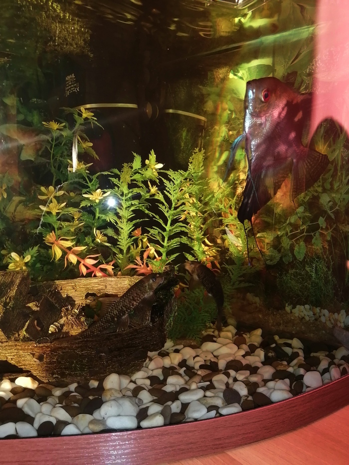 Отдам в добрые руки рыбок