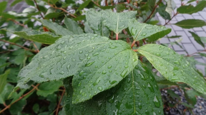 Ufa. first real rain. after a long drought and heat - My, Weather, Rain, Town, Plants, Water, beauty, Nature, Clouds, Video, Longpost