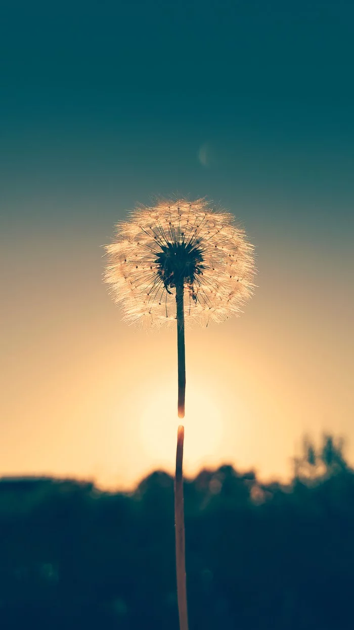 Dandelion - My, Mobile photography, Sunset, Dandelion