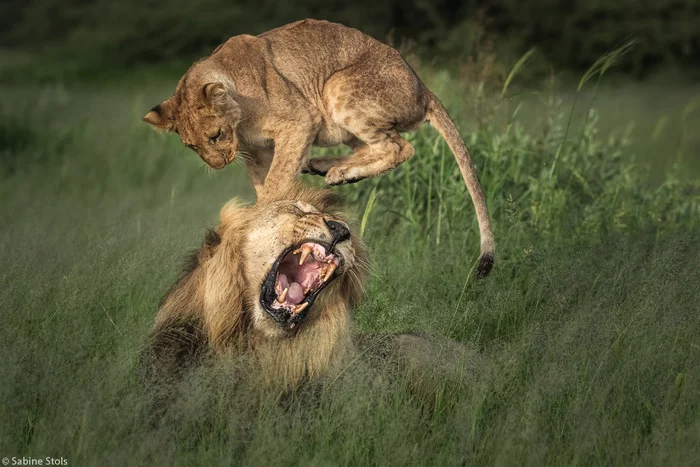 disrespect for elders - a lion, Lion cubs, Big cats, Cat family, Predatory animals, Wild animals, wildlife, Africa, , Botswana, The photo