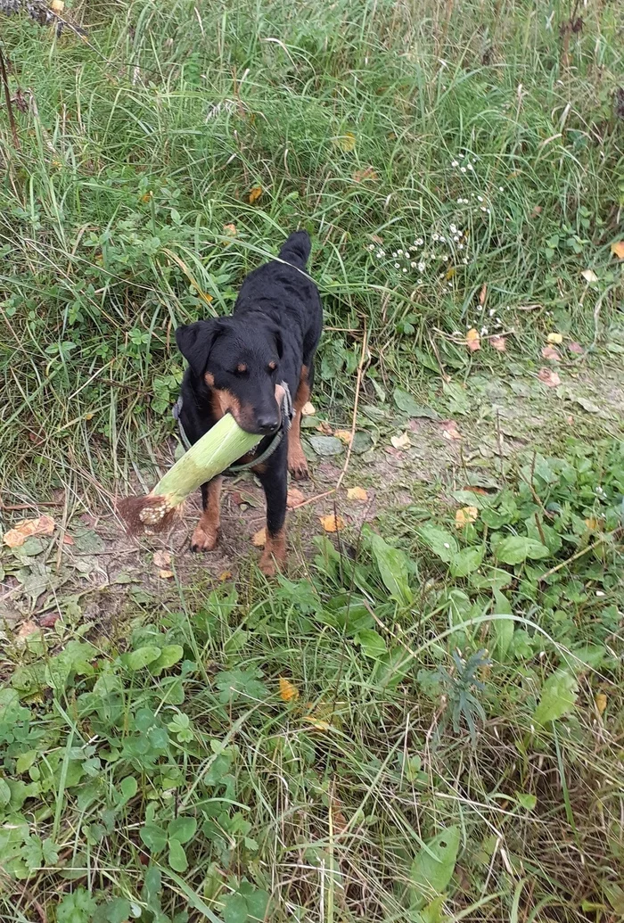 Hunger is not aunt - My, Jagd terrier, Corn, Hunger, Dog