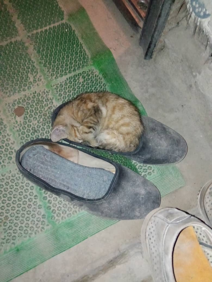    , , 