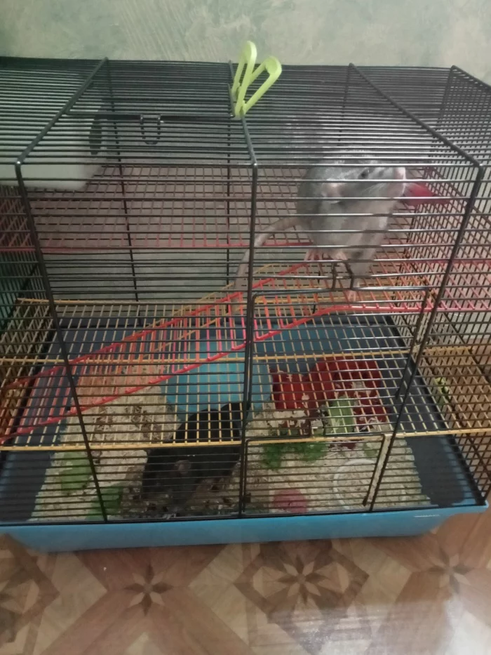 Housewarming - My, Decorative rats, Milota, Longpost