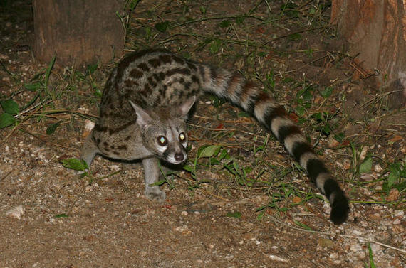 The Mysterious Seven of Sabi Sand - Serval, Small cats, Cat family, Aardvark, Pangolin, Genets, Porcupine, Civet, , Wild animals, wildlife, South Africa, Reserves and sanctuaries, Longpost