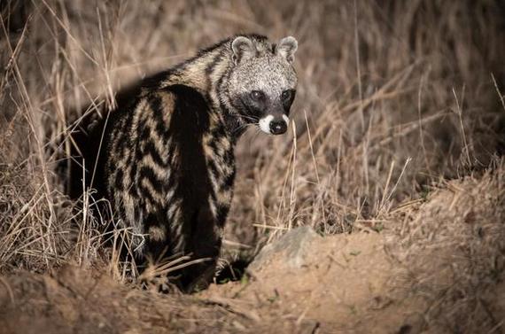 The Mysterious Seven of Sabi Sand - Serval, Small cats, Cat family, Aardvark, Pangolin, Genets, Porcupine, Civet, , Wild animals, wildlife, South Africa, Reserves and sanctuaries, Longpost