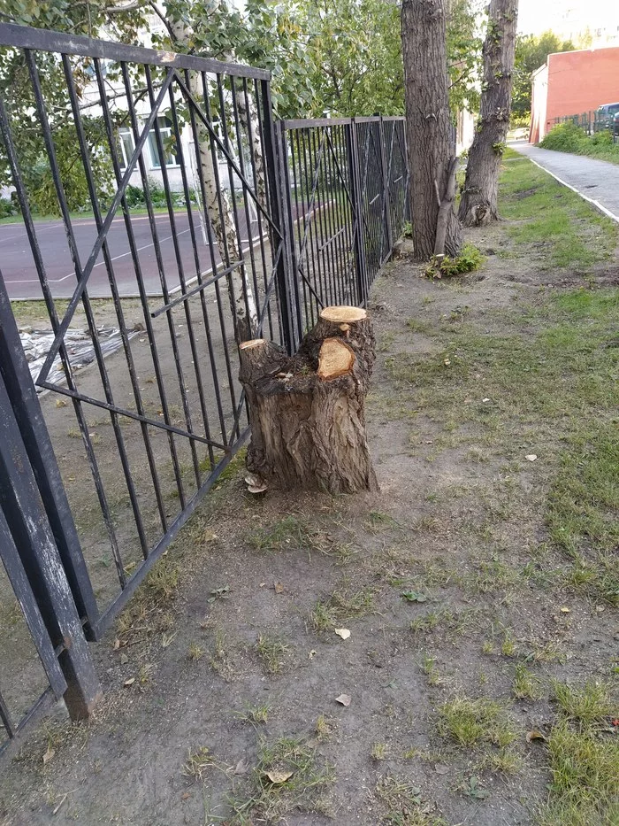 Спустя пару лет срубили! - Дерево, Жизнелюбие, Фотография, Длиннопост