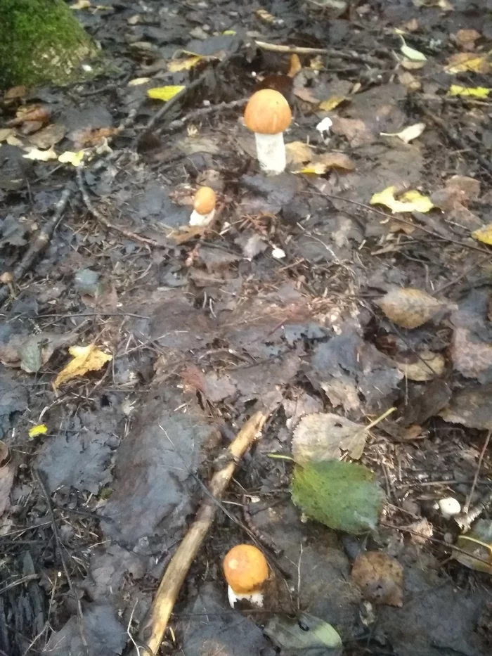 On the hunt - My, Mushrooms, Silent hunt, Sunday, Longpost