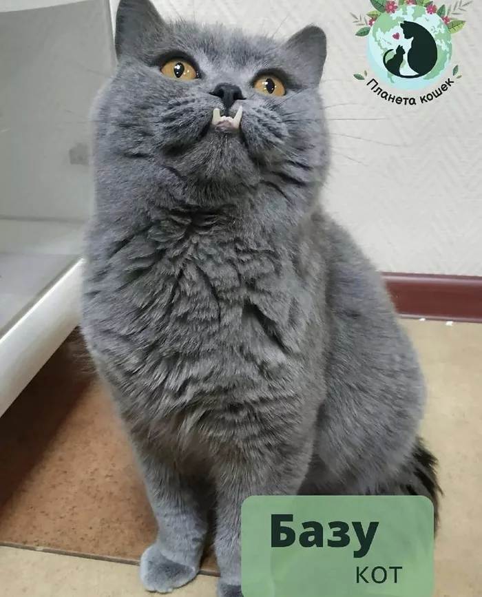 Cat help or how you can help those who cannot help themselves - My, cat, Animal shelter, Help, The rescue, Kittens, Volunteering, Longpost, No rating