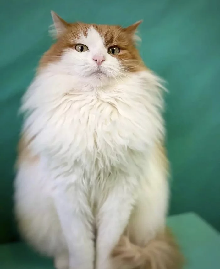 Cat help or how you can help those who cannot help themselves - My, cat, Animal shelter, Help, The rescue, Kittens, Volunteering, Longpost, No rating