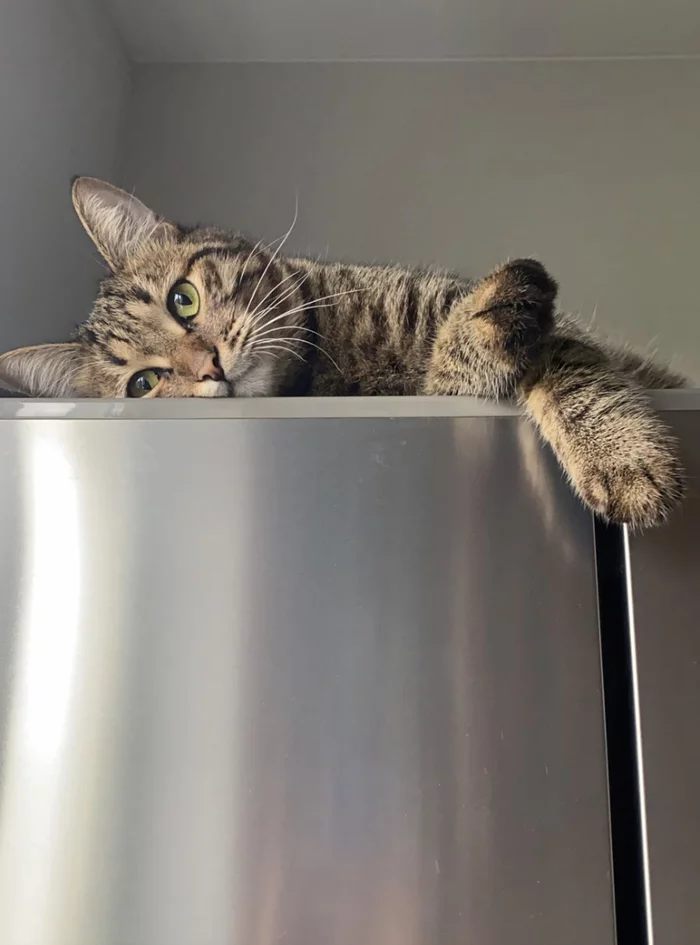 Cat help or how you can help those who cannot help themselves - My, cat, Animal shelter, Help, The rescue, Kittens, Volunteering, Longpost, No rating