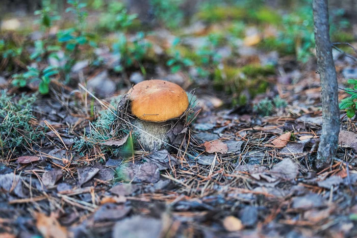 For those who haven't been to the forest this year - My, The photo, Forest, Mushrooms, Porcini, Boletus, moon, Boletus, Longpost