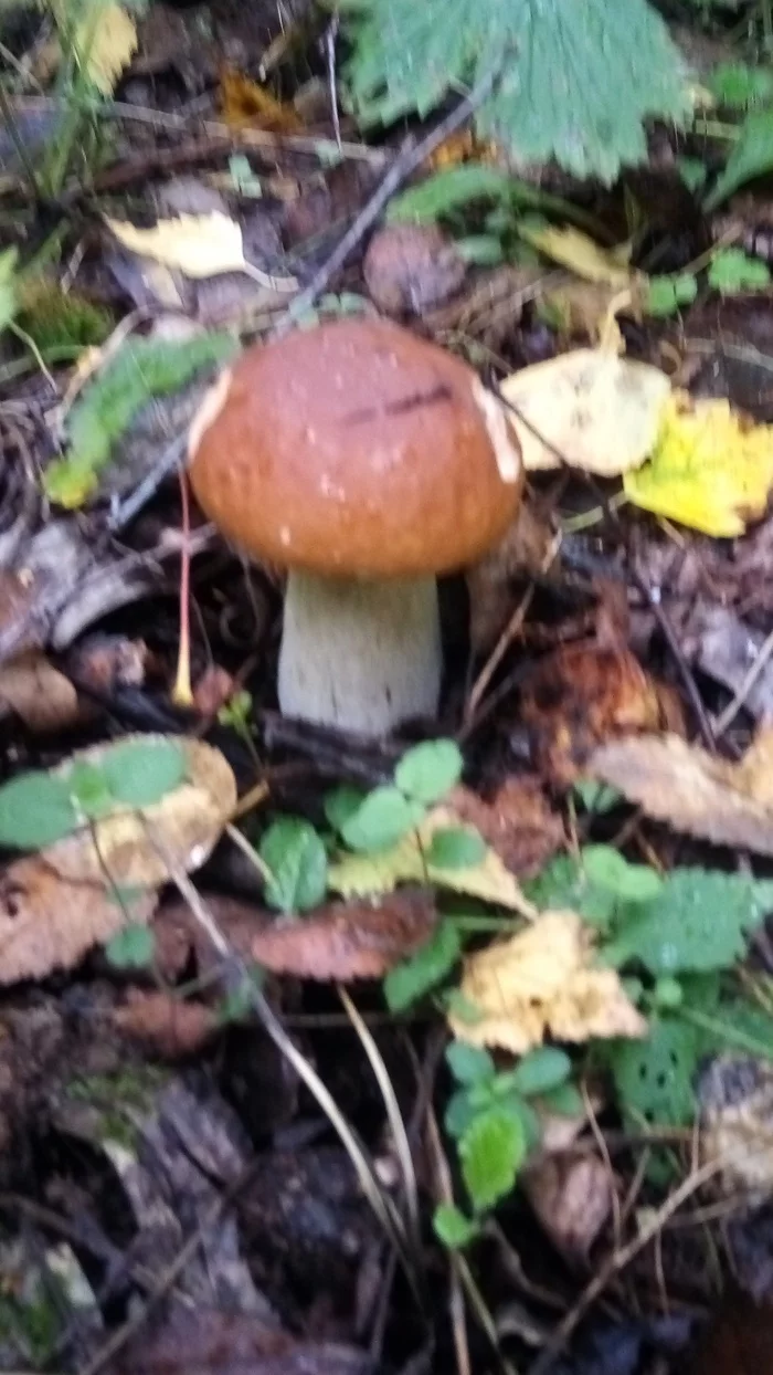 my walk - My, Mushrooms, Walk, Chanterelles, Longpost