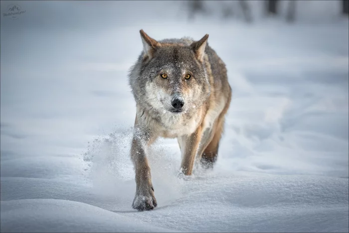 wolf run - Wolf, Canines, Predatory animals, Wild animals, The national geographic, The photo, Republic of Belarus, Vitebsk region, , Winter, Snow, Run, Informative