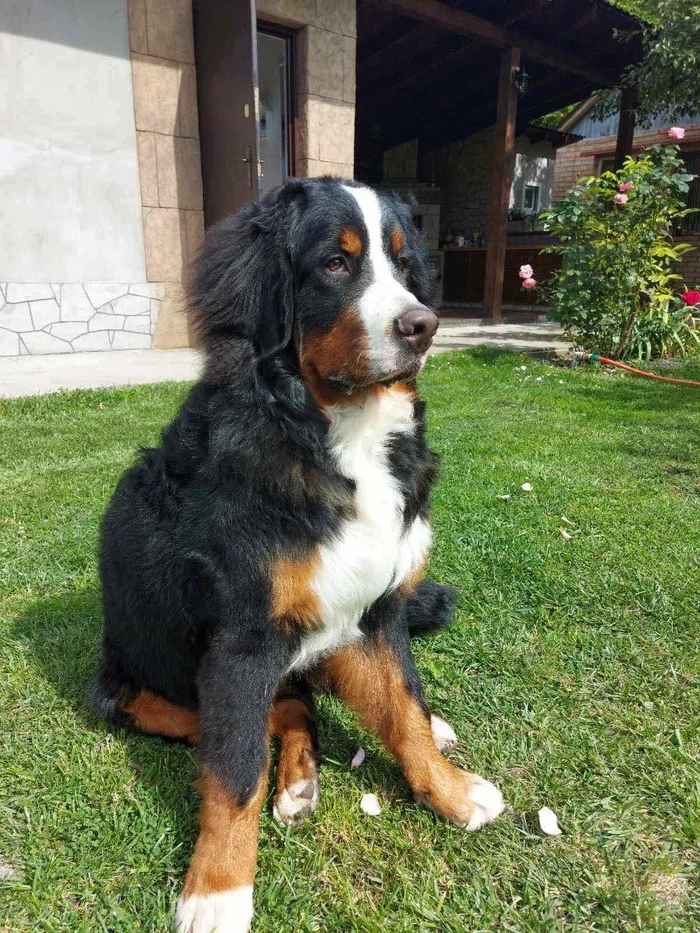 Baggio has grown up - My, Bernese mountain dog, Dog