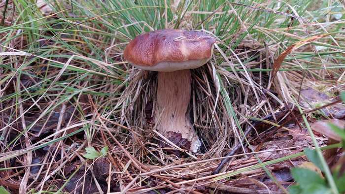 Forest hero - My, Leningrad region, Forest, Travels, Nature, Mushrooms, Russia, Ecology, Tourism, , The photo