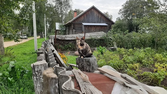 village koshara - My, cat, Village, Unusual coloring, Vologodskaya Oblast, Mobile photography