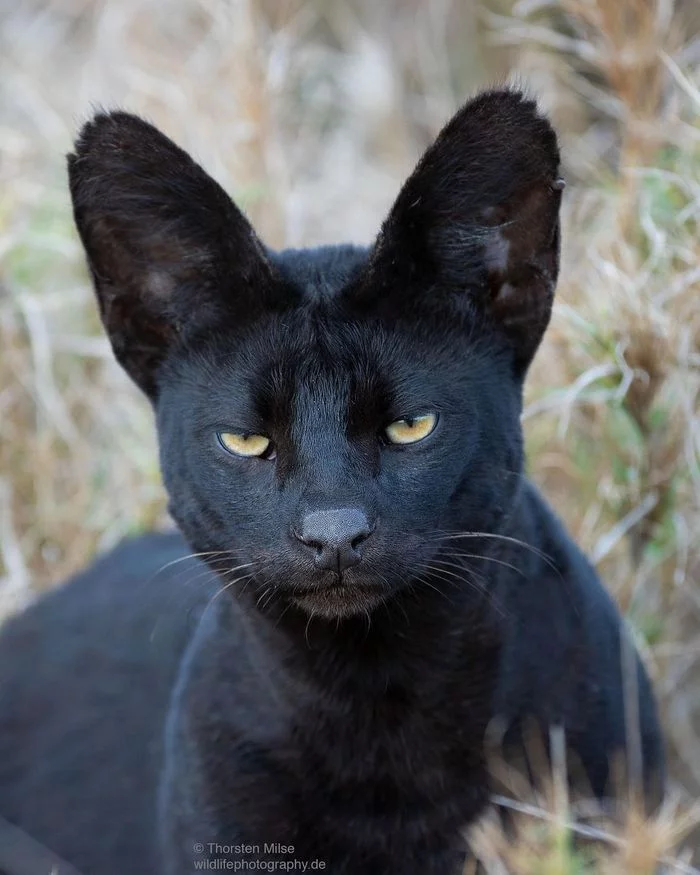 Black Serval - Serval, Small cats, Cat family, Serengeti, Africa, Predatory animals, Wild animals, wildlife, , The photo, Longpost, Melanism