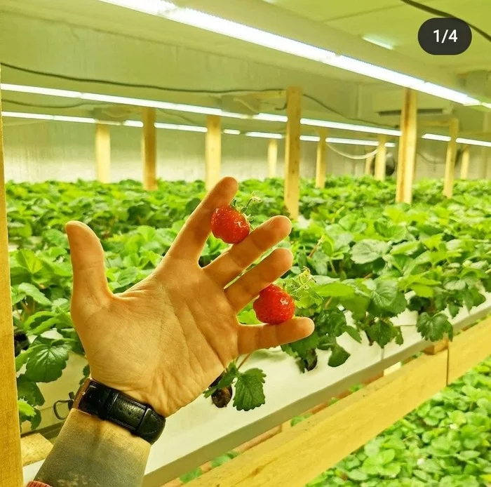 Strawberry farm under the roof of furniture shop 2 - My, Strawberry (plant), Farm, Small business, Plants, Salad, With your own hands, Experience, Urban farming, , Berries, Life hack, Video, Mat, Longpost, Hydroponics, Vertical video, Hobby, Idea, Needlework with process