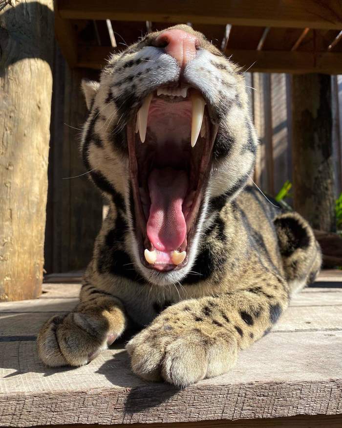 Saber-toothed tigers still exist - Clouded leopard, Big cats, Wild animals, Australia, Reserves and sanctuaries, Cat family, Wild cat center, Fangs, , Interesting, Milota, Positive