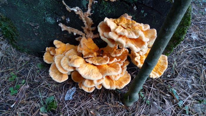 Кому грибочков?