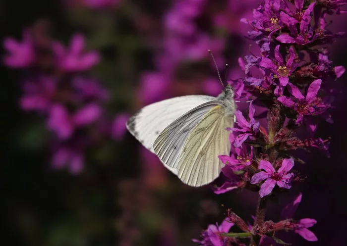 Pictures of Holland - My, Nature, Netherlands (Holland), Beginning photographer, Longpost