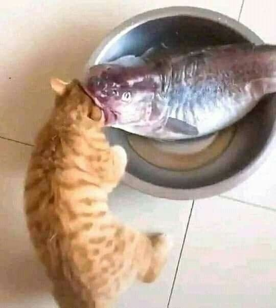 The beauty of fish is not outside the beauty is inside - Dank memes, Do you sell fish?, cat, A fish, Absurd