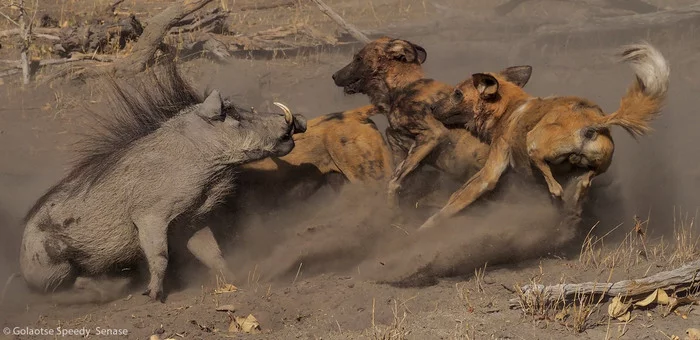 Ashes to Ashes* - Hyena dog, Canines, Warthog, Artiodactyls, Predatory animals, Wild animals, wildlife, The photo, , Africa