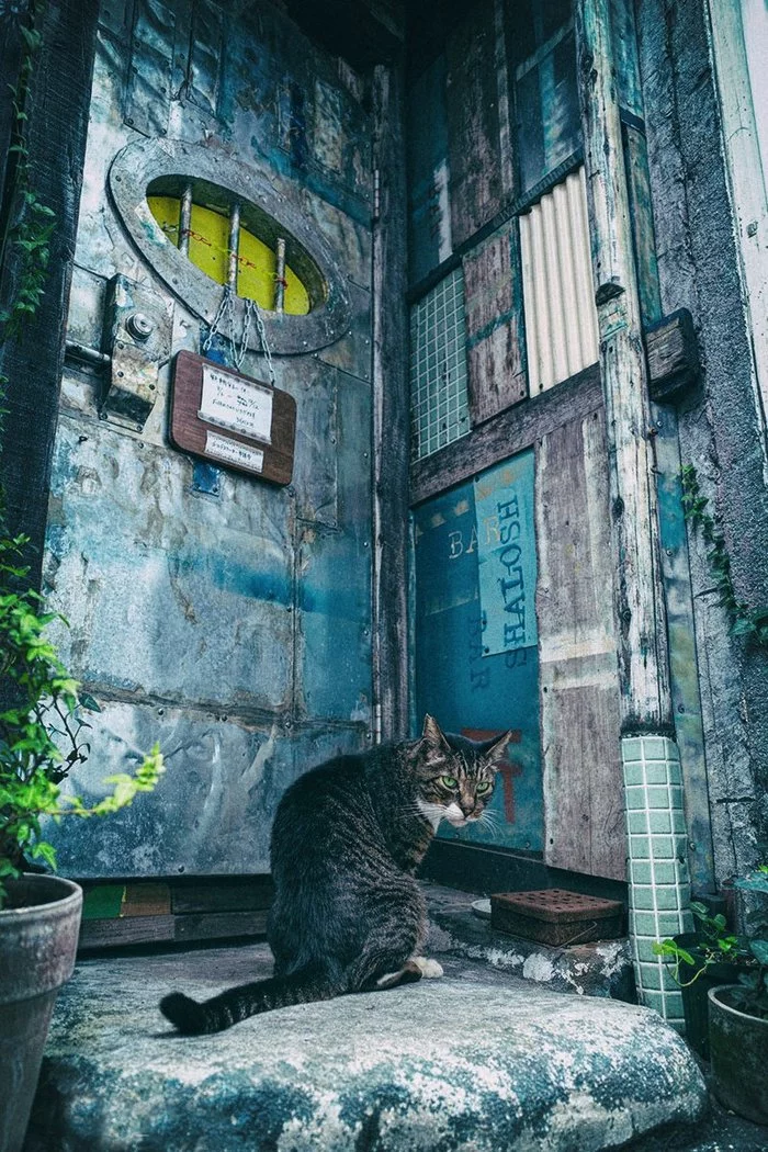 You went to the wrong doorway, boy! - cat, The photo, In the area