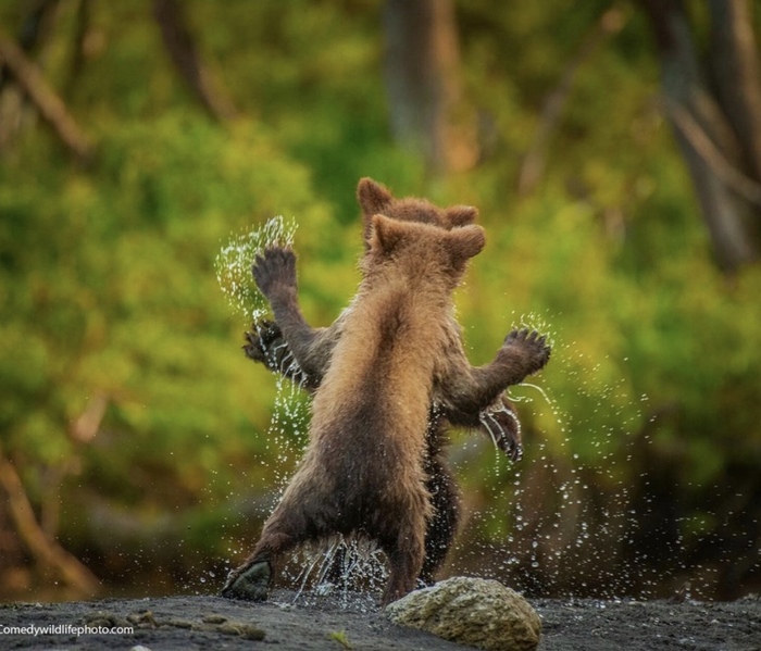 1630924202131934851 маленький дразнилка в чем прикол