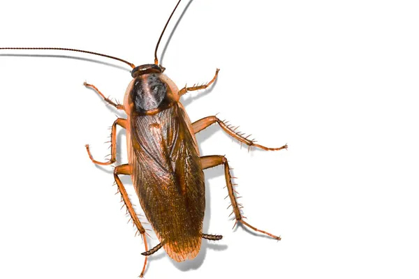 Дезинфекторы,отзовитесь!